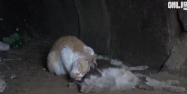 韩国流浪橘猫守着死亡多时的同伴尸体不愿离去