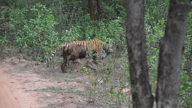 印度萨里斯卡野生动物禁猎区老虎猎杀花豹