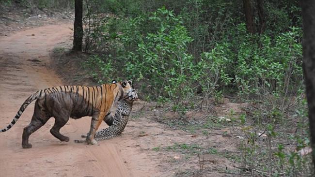 印度萨里斯卡野生动物禁猎区老虎猎杀花豹