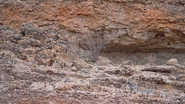 摄影师Morkel Erasmus花7年时间抓拍到许多“隐形花豹”身影