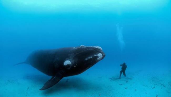 一头南露脊鲸在新西兰奥克兰群岛外接近一名潜水员。 PHOTOGRAPH BY BRIAN J. SKERRY, NATIONAL GEOGRAPHIC CREA