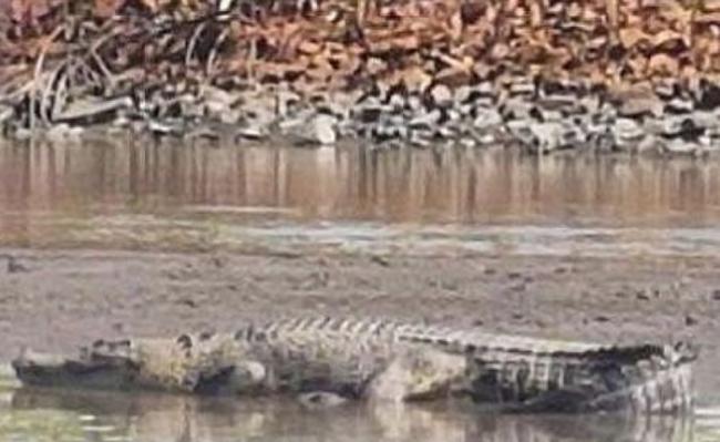 巨鳄躺在河中间的一个沙岛上。