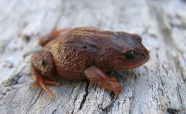 不少珍贵蛙类物种栖息在秘鲁。