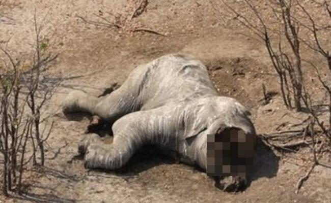 非洲博茨瓦纳野生动物保护区87只大象疑遭猎杀夺牙