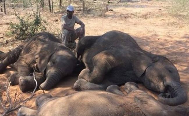 非洲博茨瓦纳野生动物保护区87只大象疑遭猎杀夺牙