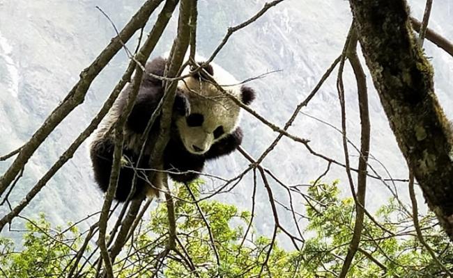 一只野生大熊猫宝宝在树上移动后，安然大睡。