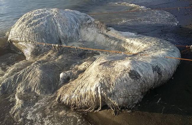 菲律宾海滩发现6米长白色多毛“海怪”
