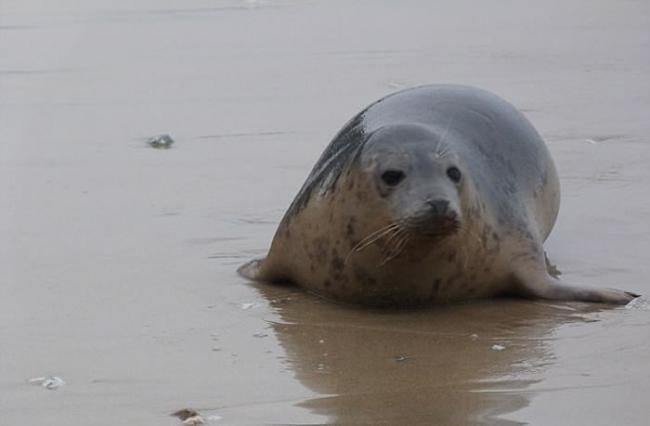 英国康沃尔郡蜥蜴半岛落难小海豹获救后重回大海