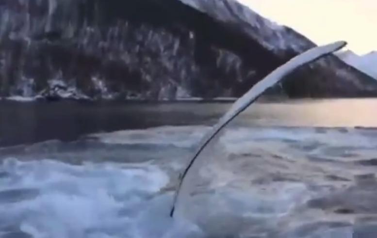 其中一条座头鲸伸出巨鳍拍打水面。