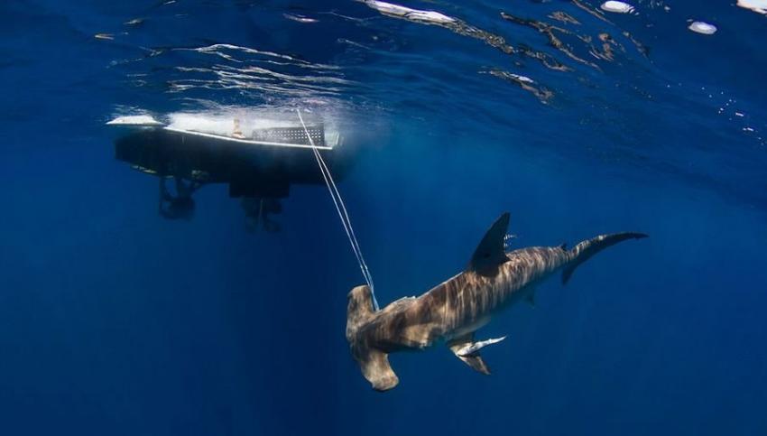美国海洋科学家为研究大胆捕获双髻鲨