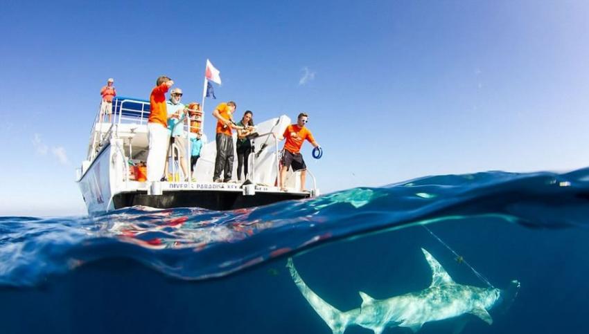 美国海洋科学家为研究大胆捕获双髻鲨
