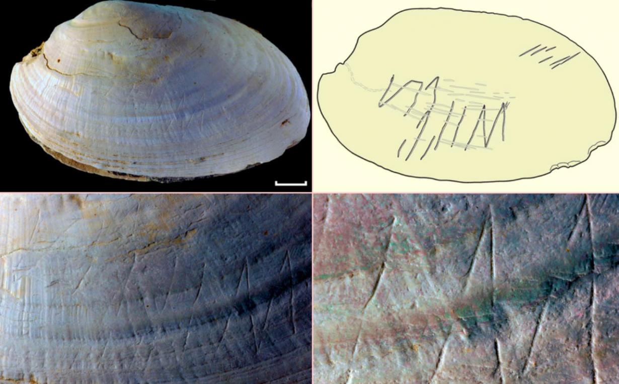 印度尼西亚50万年前的贝壳化石上发现人类最早的雕刻证据