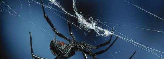 雄性西部黑寡妇蜘蛛利用强大的嗅觉能力避开饥饿雌性