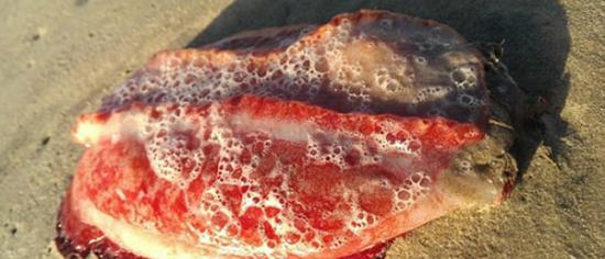 澳大利亚玛德金巴海滩惊现神秘红色水生生物