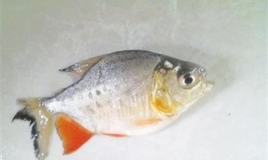 湖南株州渔民在湘江捕捞到疑似“食人鱼” 专家称白鲳鱼