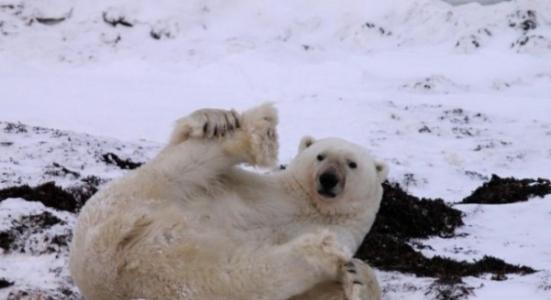 丹麦研究指出化学物质多氯联苯会导致雄性北极熊的生殖器越来越小