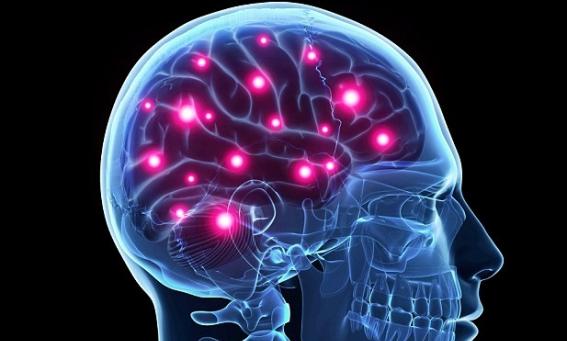 研究人员称，研究结果有助开发治疗早老性痴呆症等脑部失调的药物。