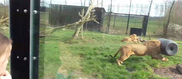 荷兰Dierenrijk动物园万兽之王狮子头卡在物料桶中挣脱不了