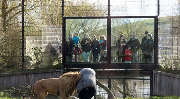 荷兰Dierenrijk动物园万兽之王狮子头卡在物料桶中挣脱不了