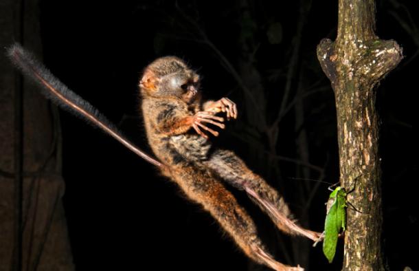 一张难得一见的眼镜猴捕猎时的图片。眼镜猴的腿可以伸得很长，跳跃距离可达4.5米，精确地扑向猎物。眼镜猴即使没有反光膜，但它们还是演化成为了夜视能力最强的灵长类。