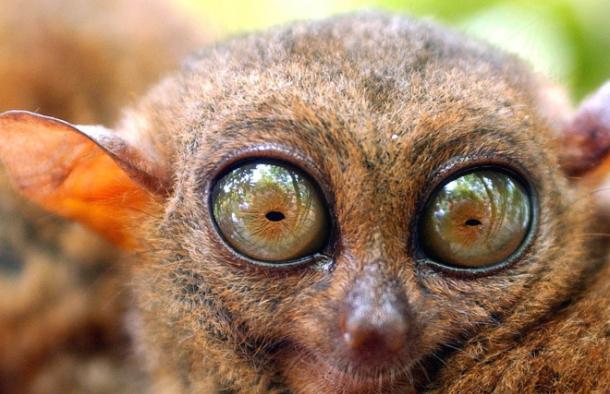 眼镜猴的眼睛如此之大，甚至不能转动。所以你可以怎么看它都行，但它却不会对你转一下眼珠，正是因为“骨骼清奇”，眼镜猴才有了惊人的弹跳力，可以在树木之间闪转腾挪，精
