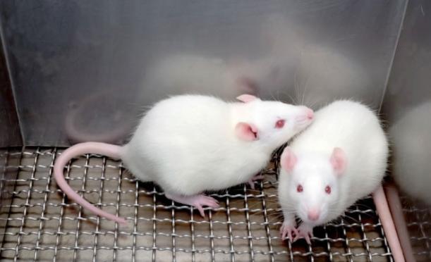 研究人员透过抑制老鼠体内的PDE4B物质，令它们变得更聪明和更大胆。