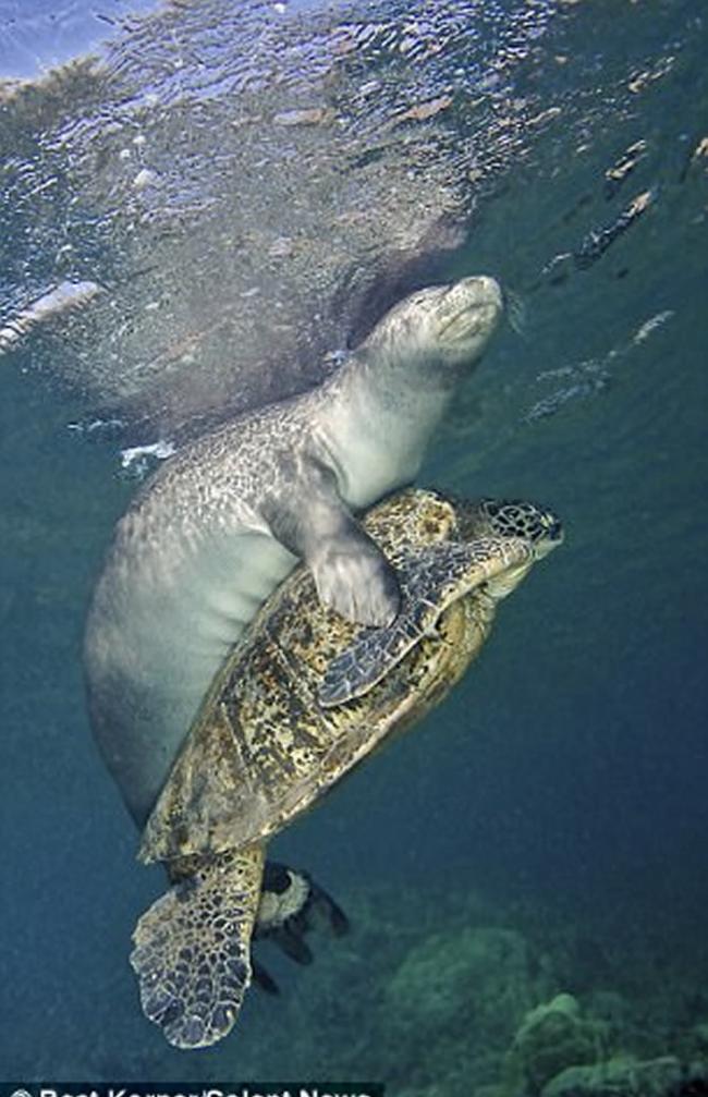 美国夏威夷海岸海豹帮助被钓鱼线缠身的海龟脱困