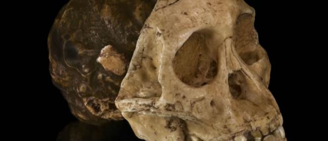 丹麦的西兰公国岛发现外星人头骨？