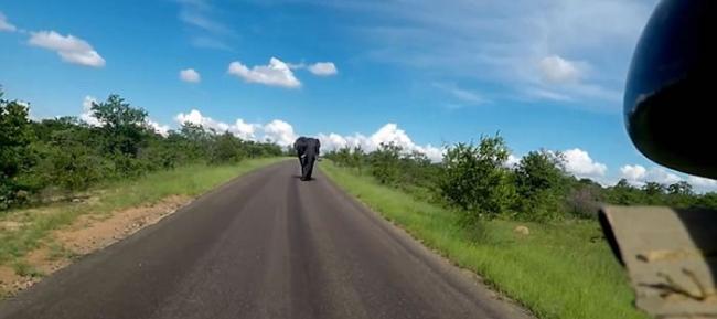 英国女游客在南非国家公园被一只非洲大象从后狂追近2公里