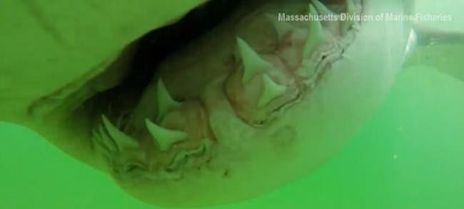 美国麻省海洋渔业生物学家摄影机放入水中 引来好奇鲨鱼游近欲吞