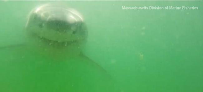 美国麻省海洋渔业生物学家摄影机放入水中 引来好奇鲨鱼游近欲吞