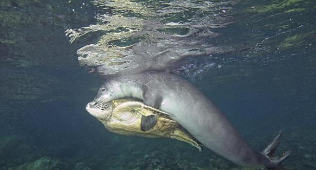 美国夏威夷海岸海豹帮助被钓鱼线缠身的海龟脱困