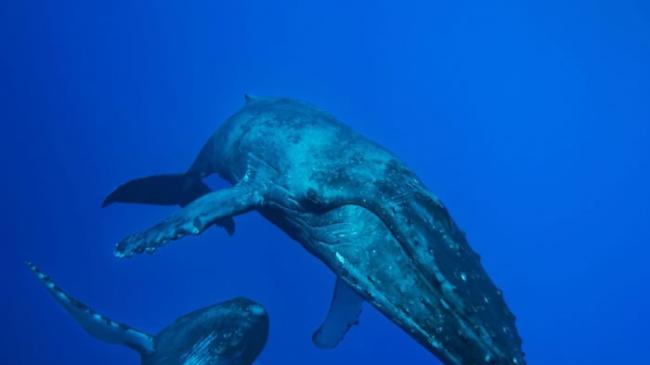 雌座头鲸和雄座头鲸悠游于夏威夷茂伊岛。一项新的研究提出，长期以来被认为沉默无声的雌座头鲸，可能拥有它们自己的低频歌曲。 PHOTOGRAPH BY FLIP N