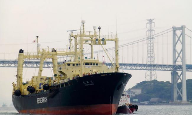 2014年4月5日的照片显示日本捕鲸船日新丸返回到港口