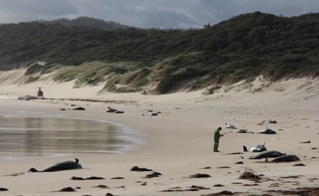 澳洲维多利亚省偏僻海滩有28条鲸鱼搁浅死亡