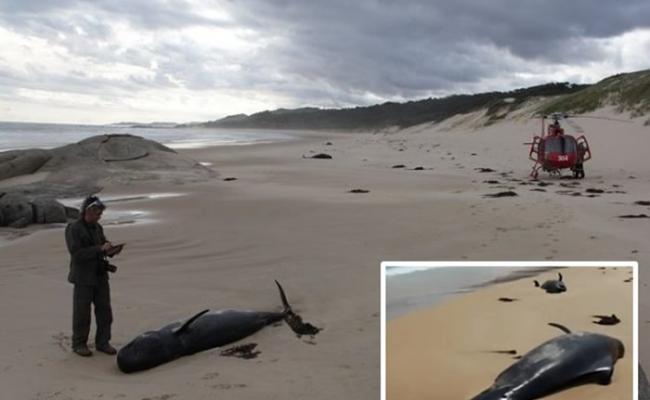 澳洲维多利亚省偏僻海滩有28条鲸鱼搁浅死亡