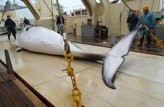 2014年日本捕鲸船在南极捕获小须鲸