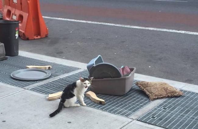 美国纽约布鲁克林街头遭主人弃养的猫咪在路边狂哭