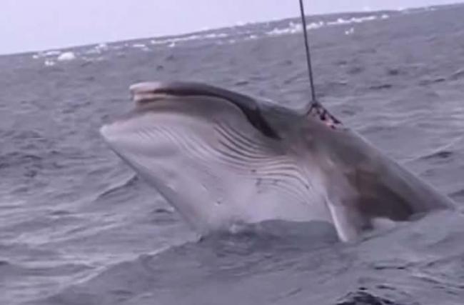 怕日本生气 澳洲拍摄的渔民在南冰洋血腥捕鲸影片被删除