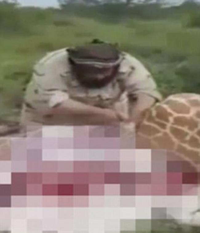 沙特阿拉伯猎人到南非打猎称因为饥饿猎杀长颈鹿并吃下它的肉