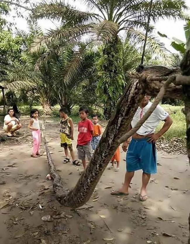 印尼廖内省男子徒手打死7米大蟒蛇勇救途人