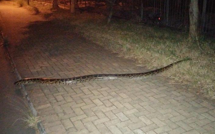 吐露港出现蟒蛇，吓得网民称不敢到附近跑步、踏单车。
