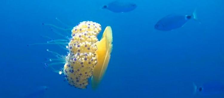 摄影师布兰德在地中海发现一只正自由漂浮的蛋黄水母