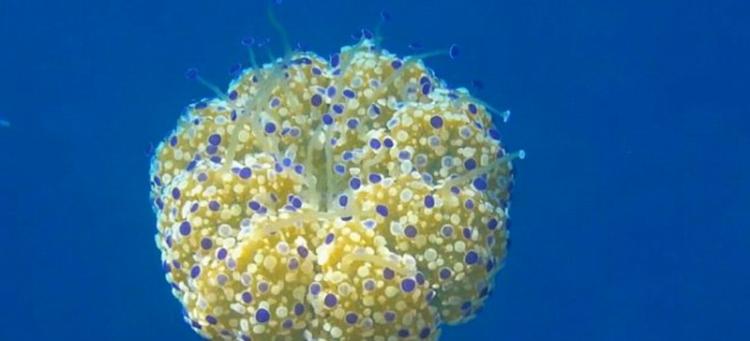 地中海、爱琴海、亚得里亚海是蛋黄水母最常见的几个海域