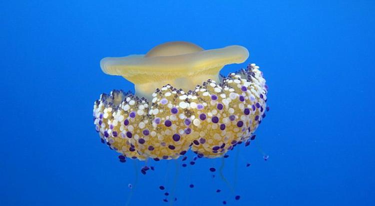 蛋黄水母的伞形钟状物上有许多明亮的蓝色光球，非常醒目，使水母又像蛋黄，又像彩灯