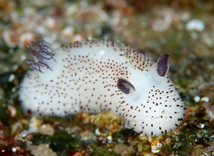 可爱“海中小白兔”――碎毛盘海蛞蝓（Jorunna parva）