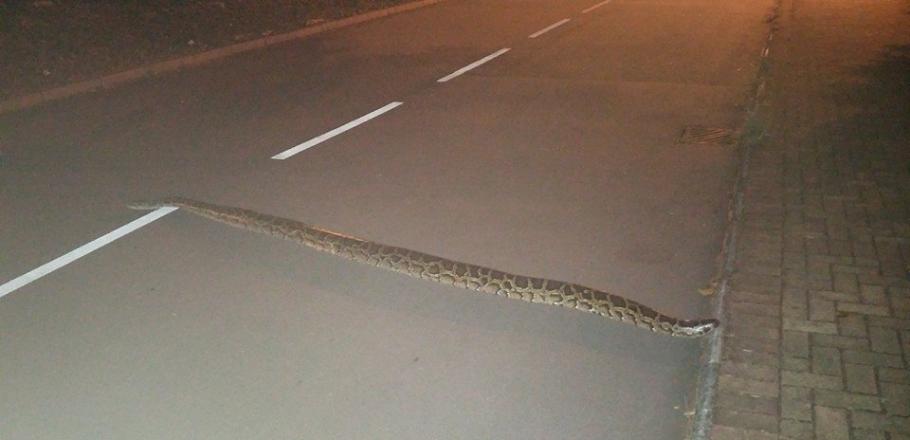 蛇长度与行车线相若，估计有3米长