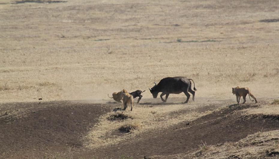 坦桑尼亚一头母水牛为保护幼犊与3只饥饿狮子搏斗并最终获胜