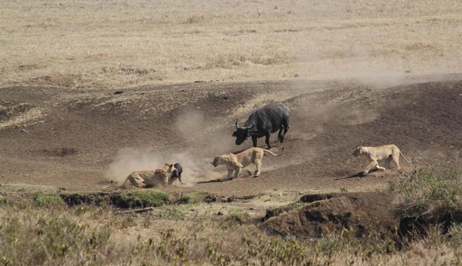 坦桑尼亚一头母水牛为保护幼犊与3只饥饿狮子搏斗并最终获胜