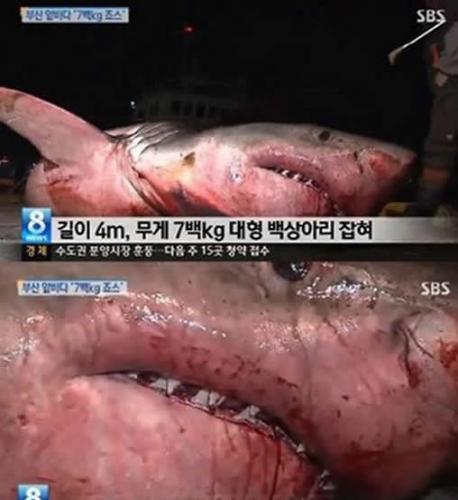 韩国釜山惊现4米长大白鲨（韩国SBS电视台视频截图）